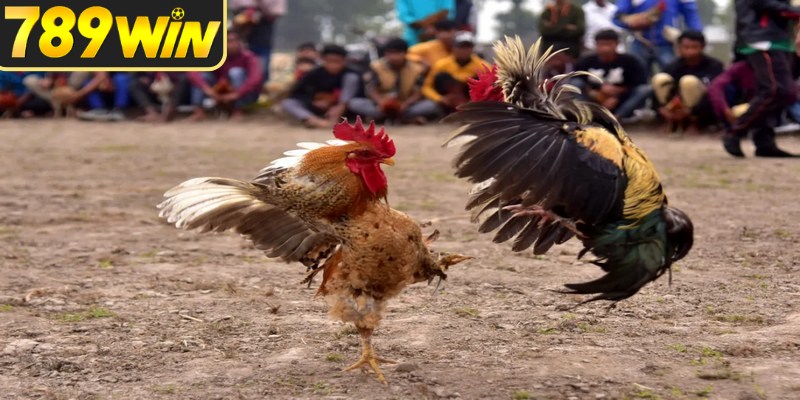 Quan sát lối đánh trước giờ khai cuộc
