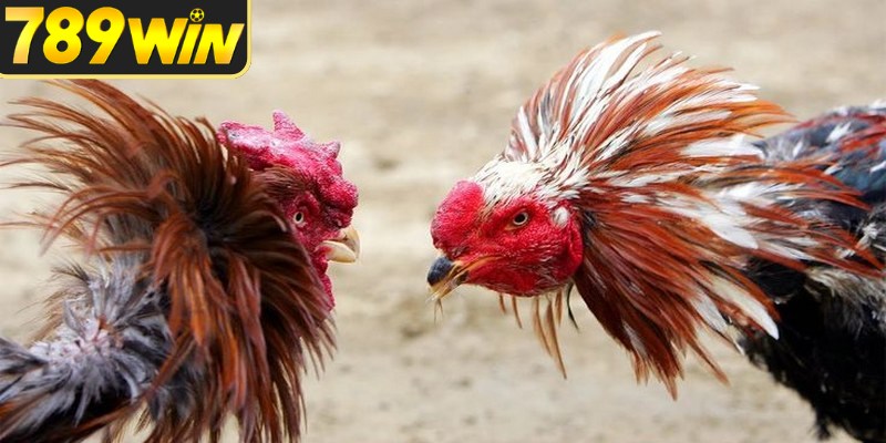 Theo dõi nhịp vận động để đọc thế trận chính xác hơn