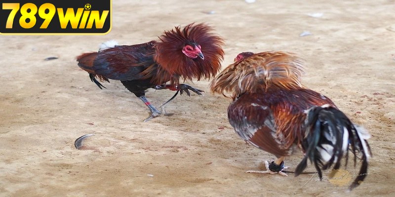 Xem đá gà Thomo cần kiểm tra lịch trước giờ đấu